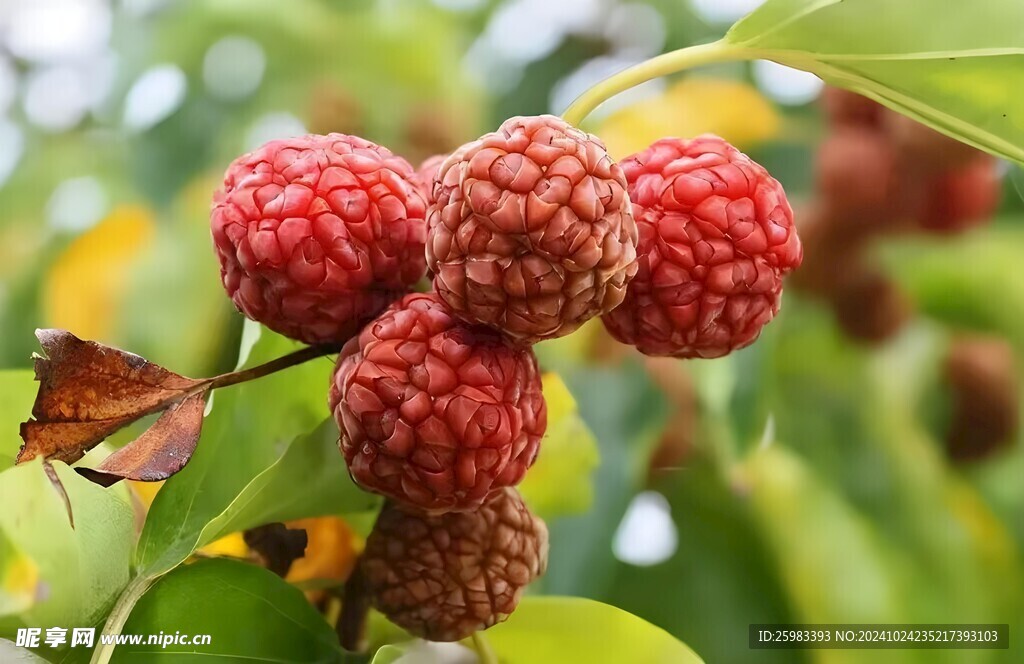野荔枝