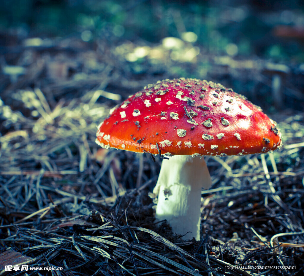 红蘑菇