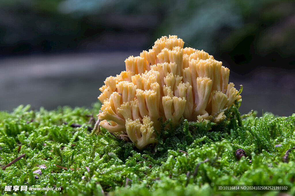 珊瑚状蘑菇