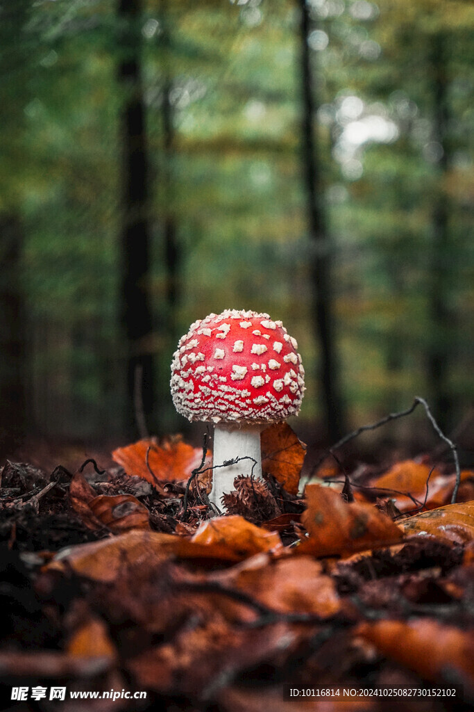 野生蘑菇