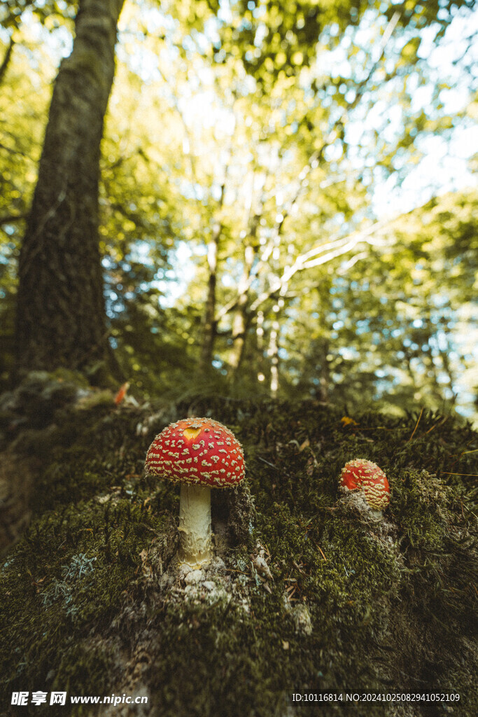 红蘑菇