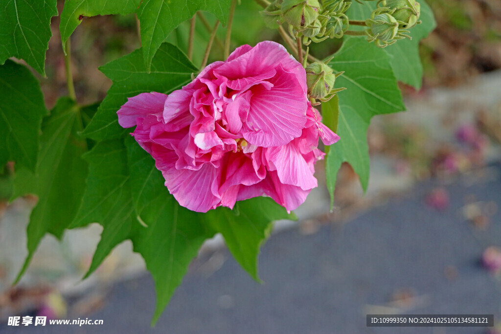 粉色木芙蓉花