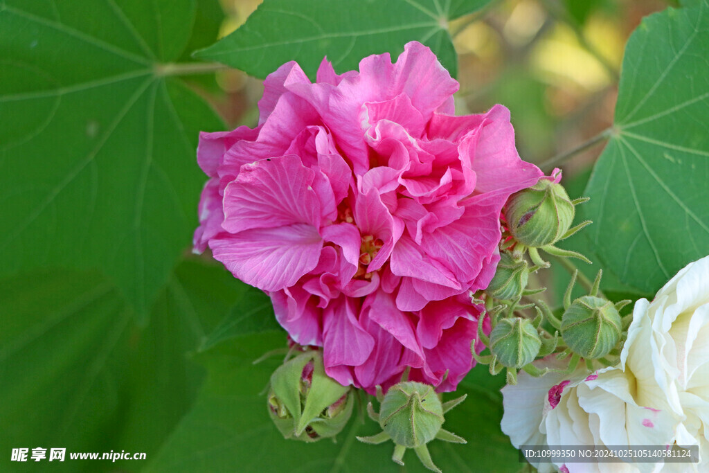 粉色木芙蓉花