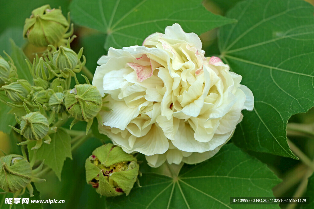 白色木芙蓉花