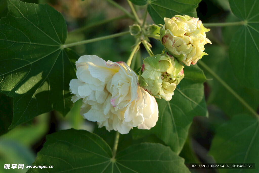 白色木芙蓉花