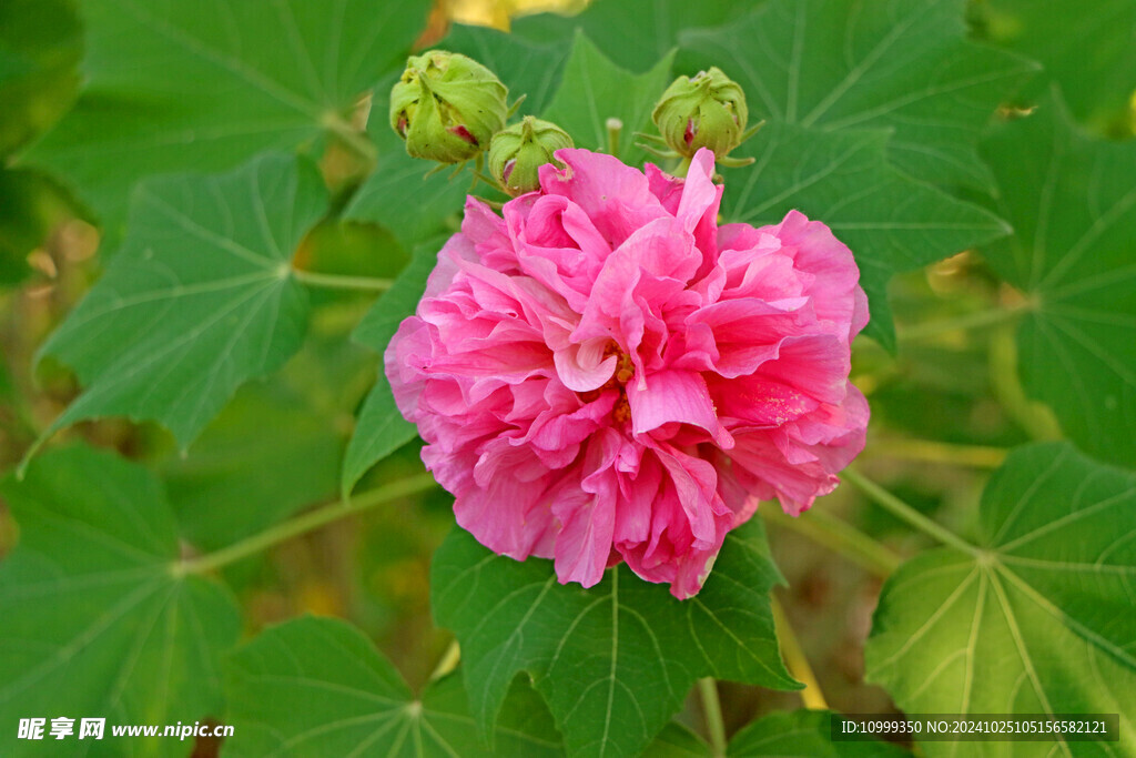 粉色木芙蓉花