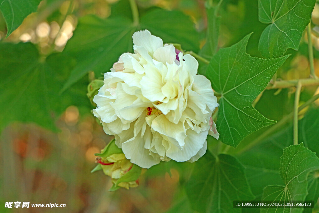白色木芙蓉花
