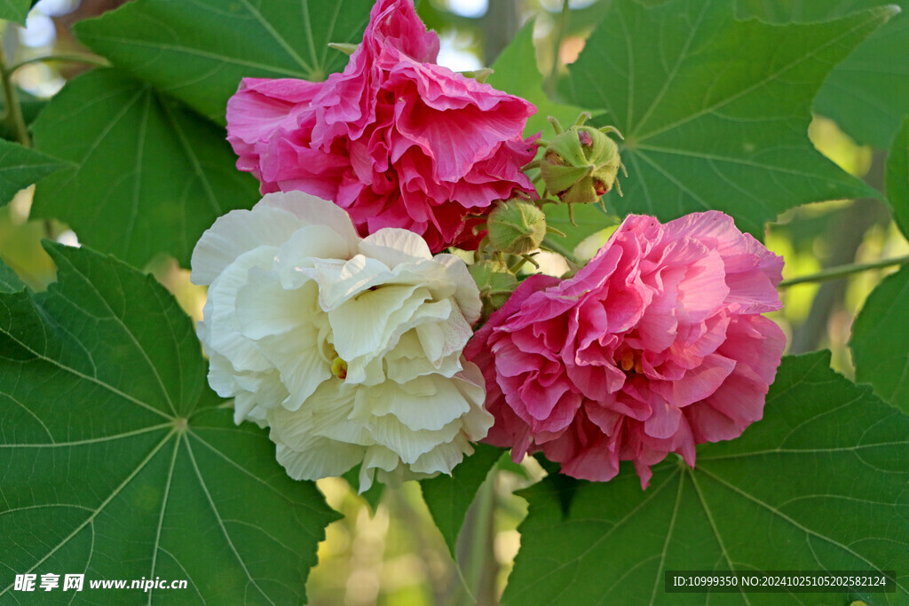白色木芙蓉花