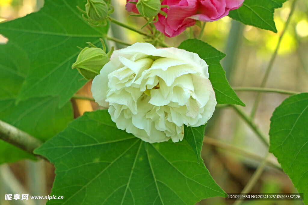 白色木芙蓉花