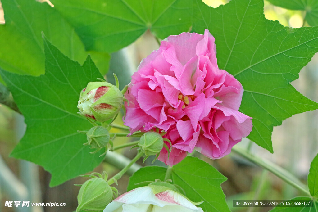粉色木芙蓉花