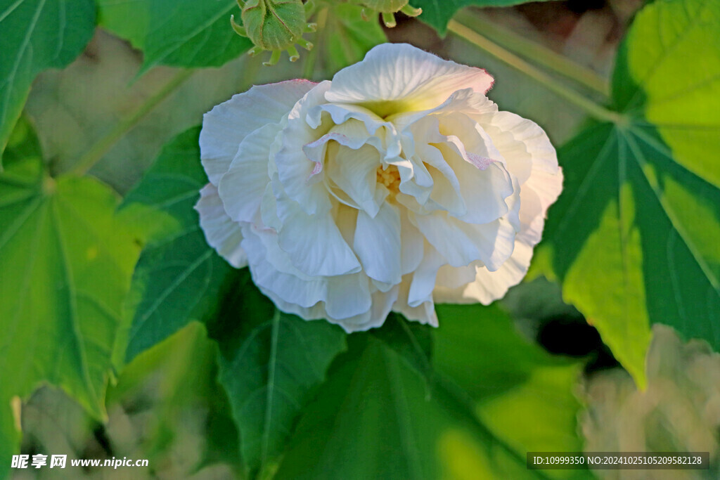 白色木芙蓉花