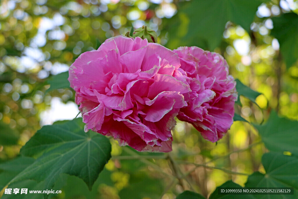 粉色木芙蓉花