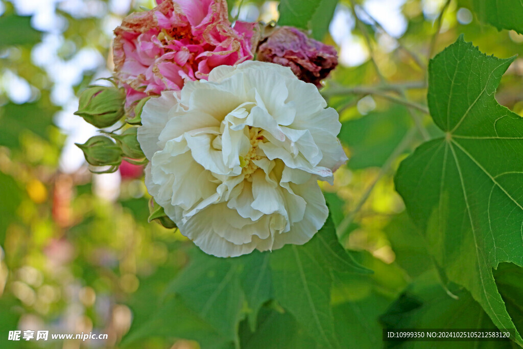 白色木芙蓉花
