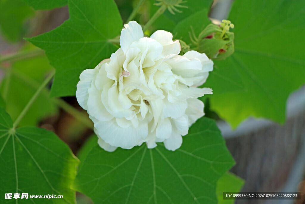 白色木芙蓉花
