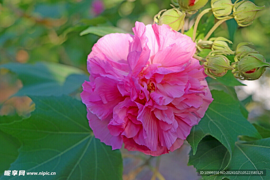 粉色木芙蓉花