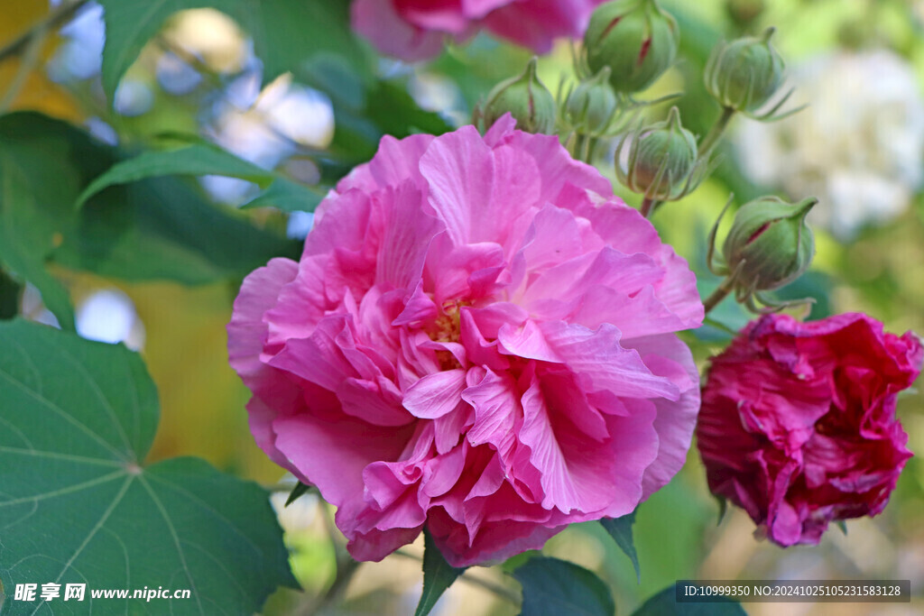 粉色木芙蓉花
