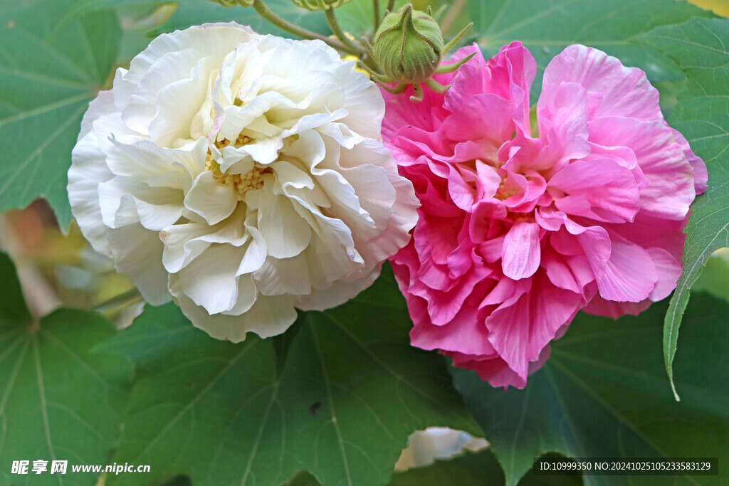 粉色木芙蓉花