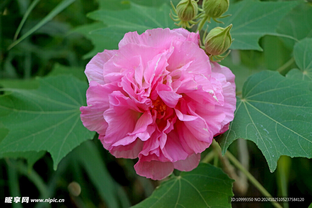 粉色木芙蓉花