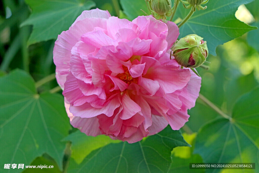 粉色木芙蓉花