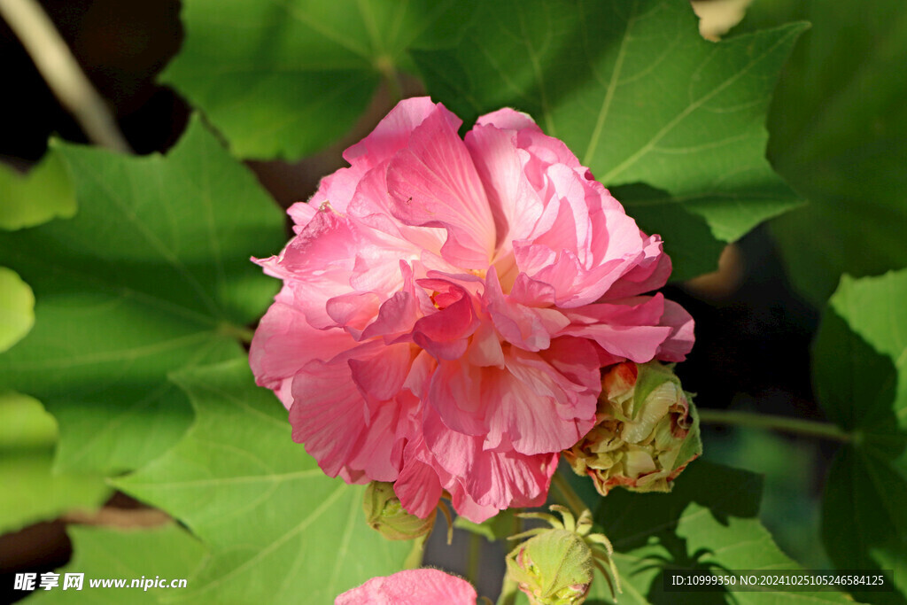 粉色木芙蓉花