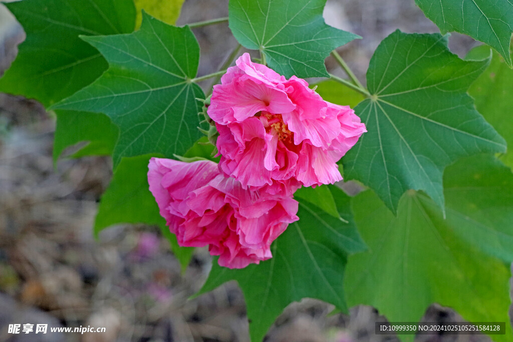 木芙蓉