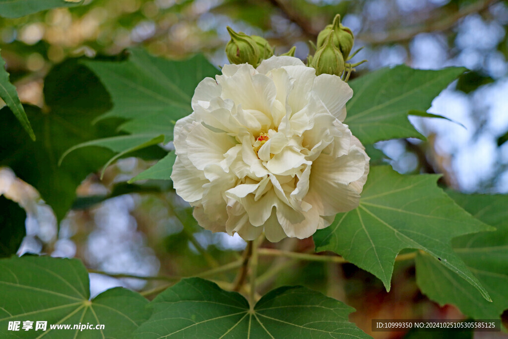 木芙蓉