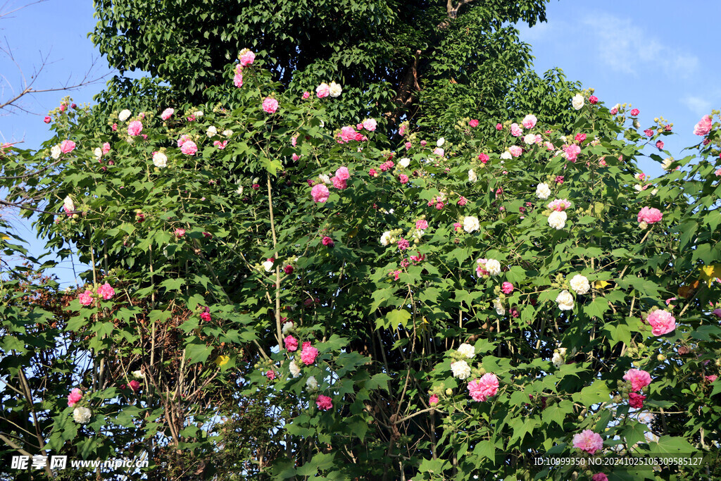 木芙蓉