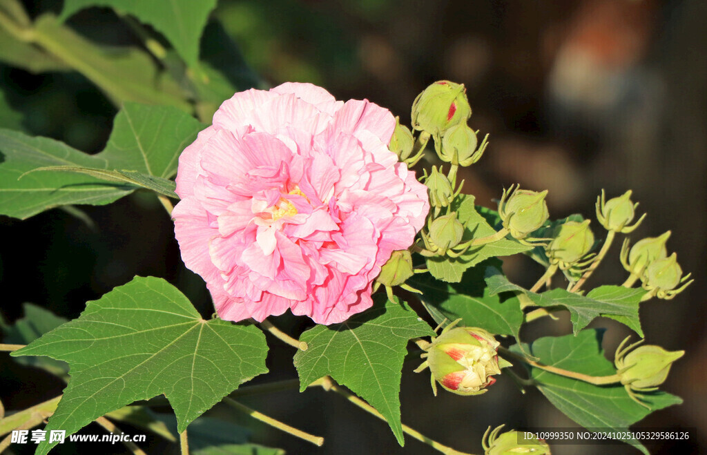 木芙蓉