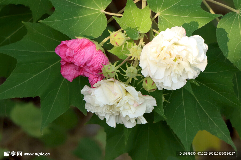木芙蓉花