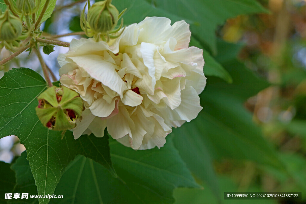 白色木芙蓉花