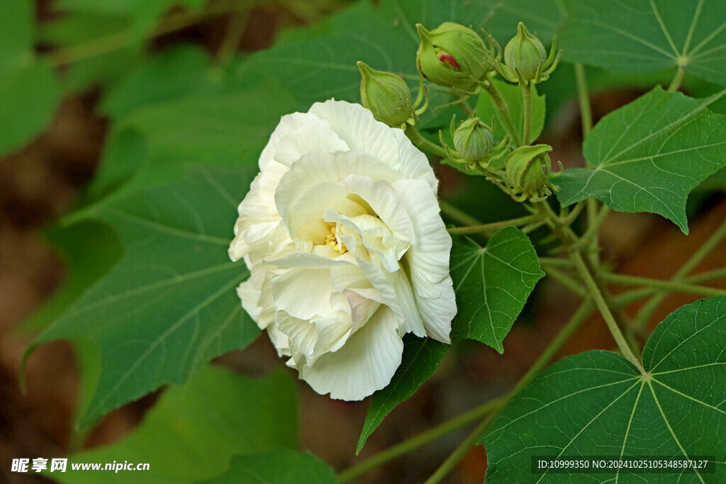 白色木芙蓉花