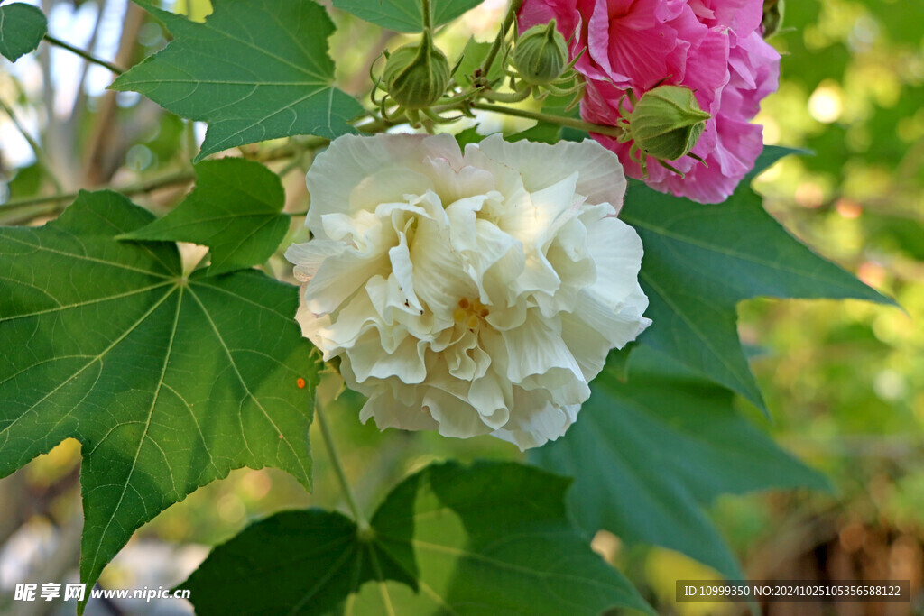 木芙蓉