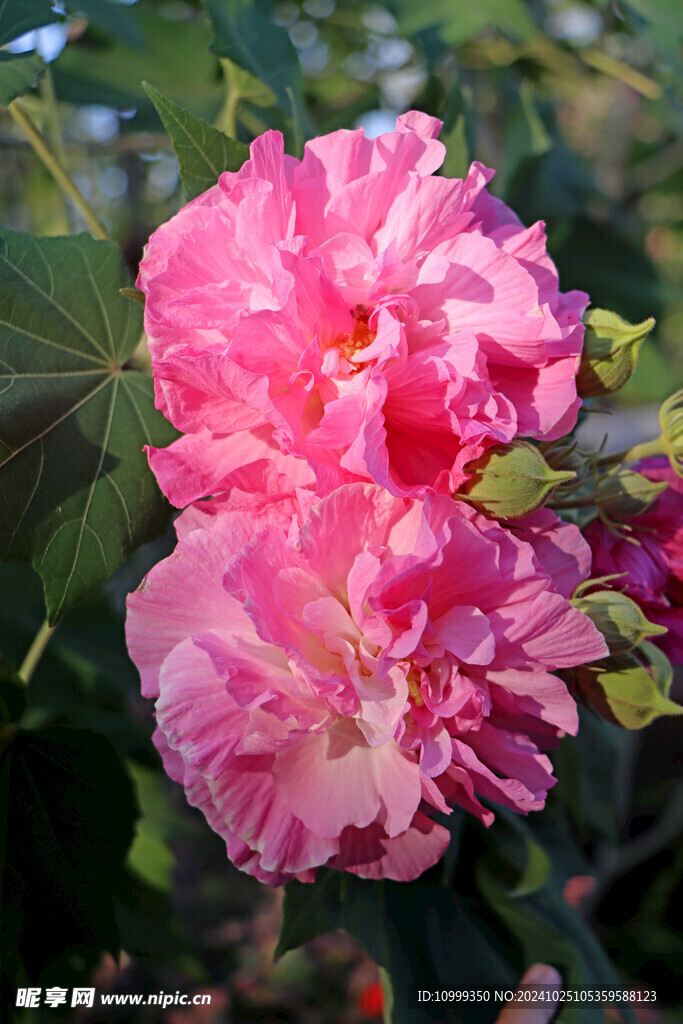 木芙蓉