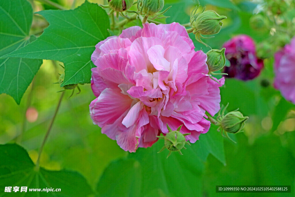 木芙蓉