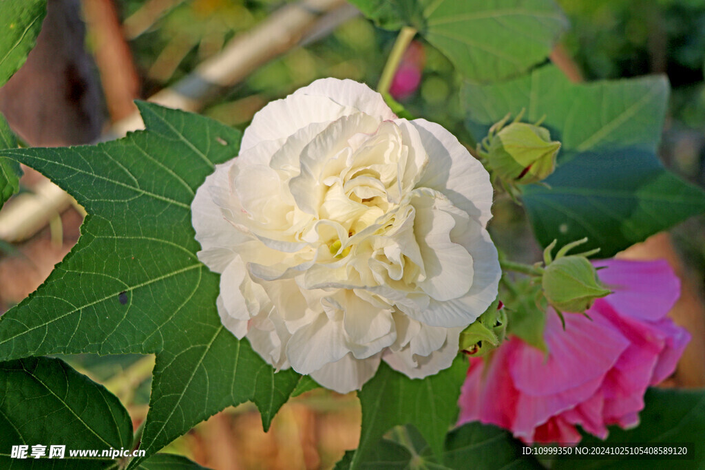 木芙蓉