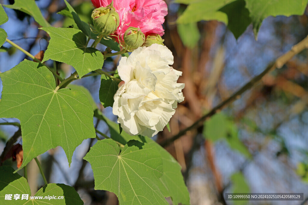 木芙蓉