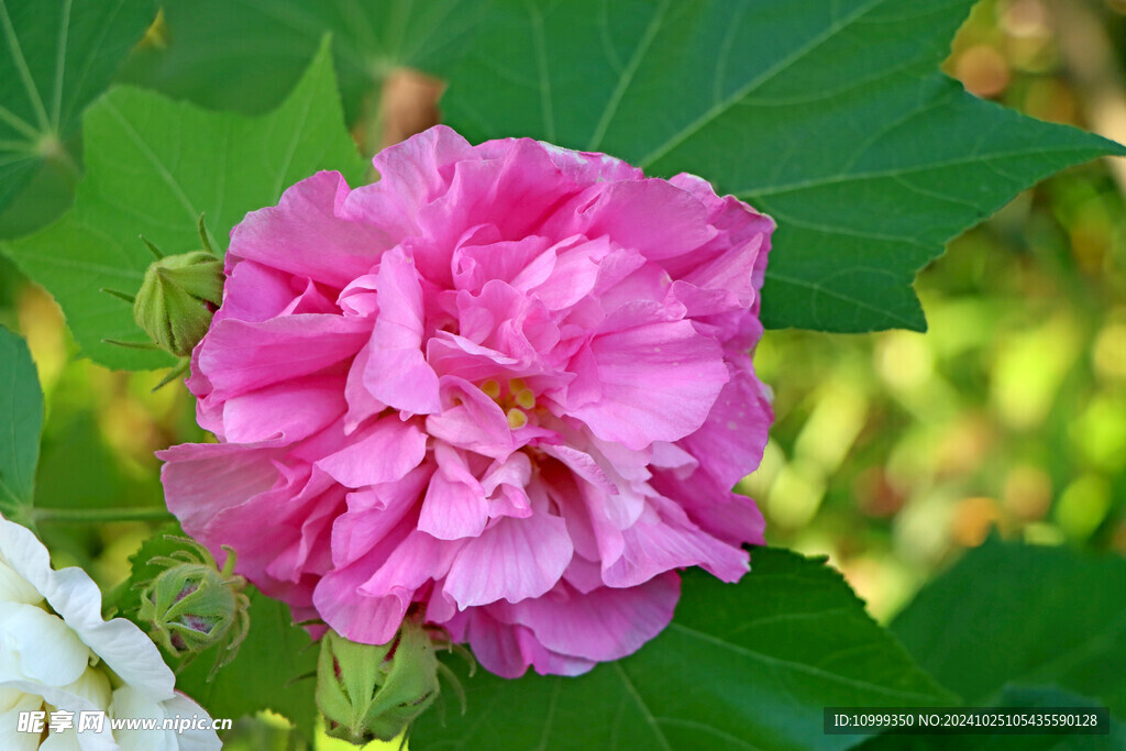 木芙蓉