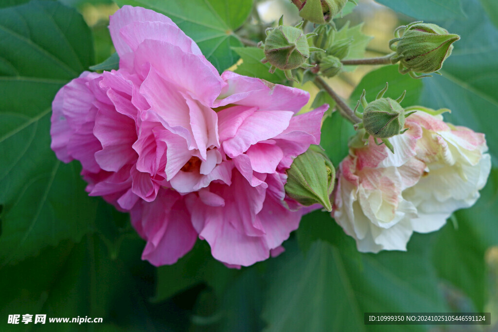 木芙蓉