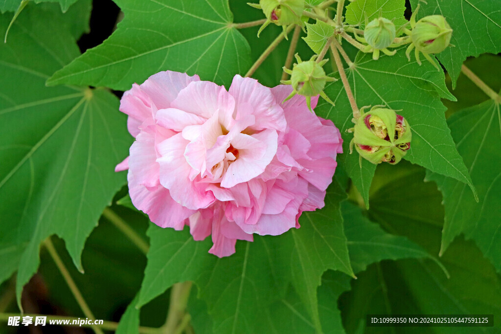 木芙蓉