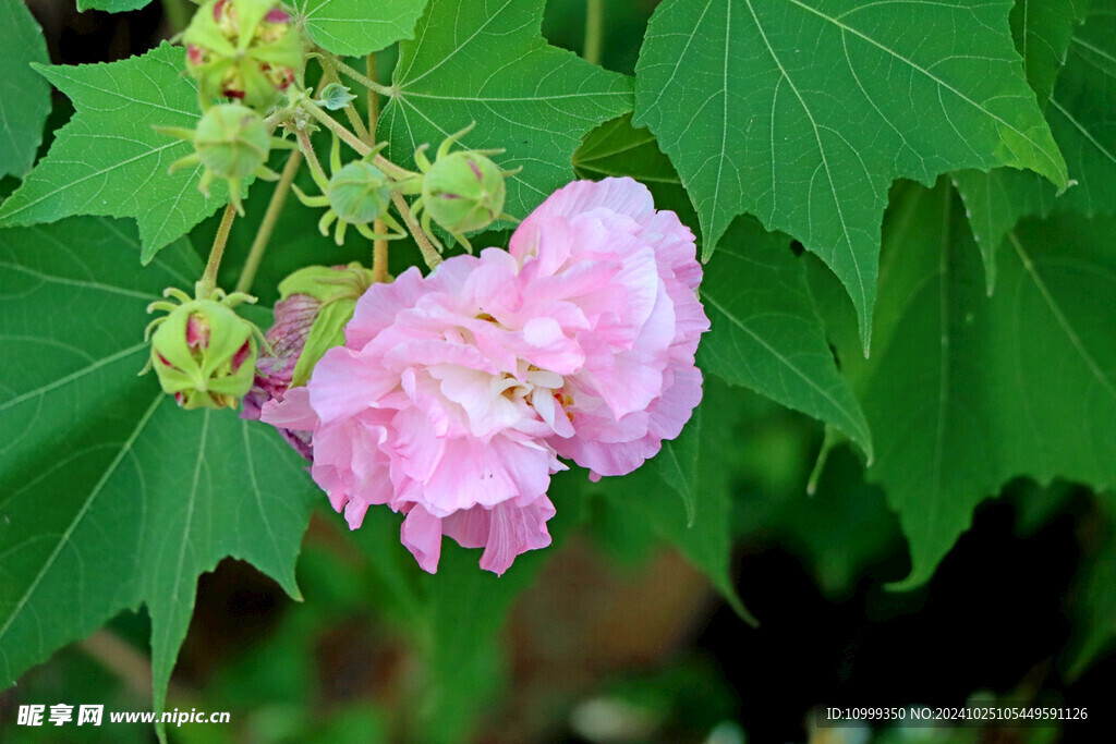木芙蓉