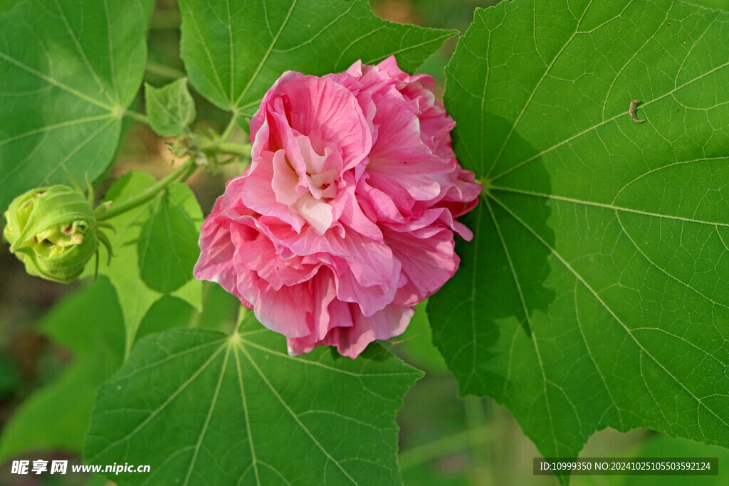 木芙蓉