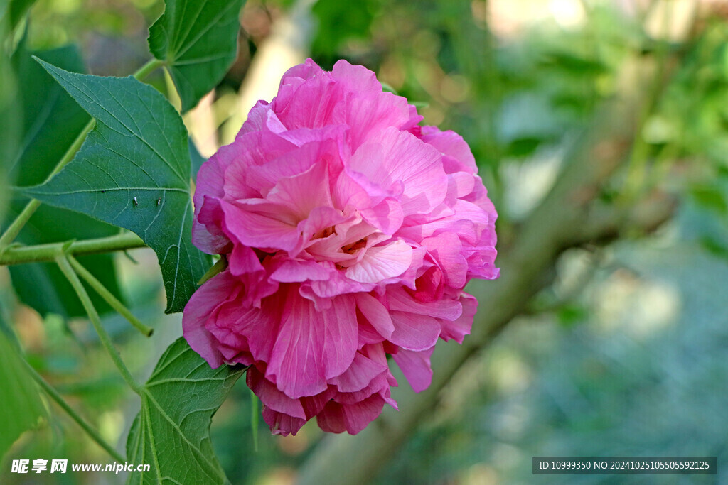 木芙蓉
