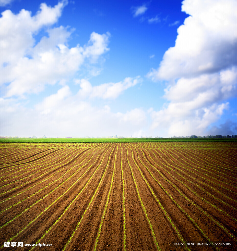 农业 田野 田地