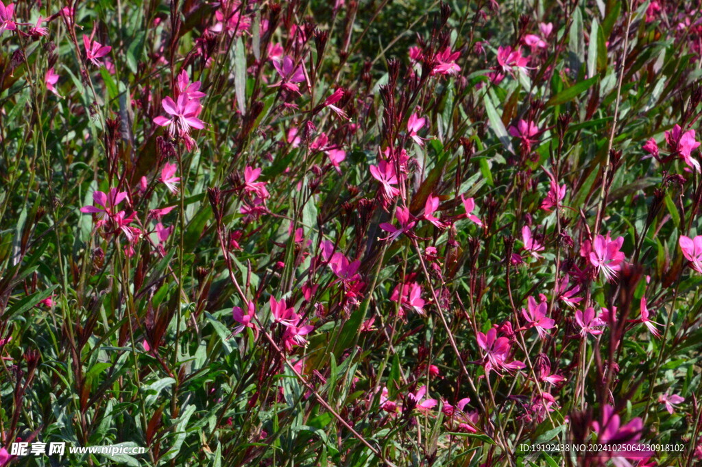 山桃草 