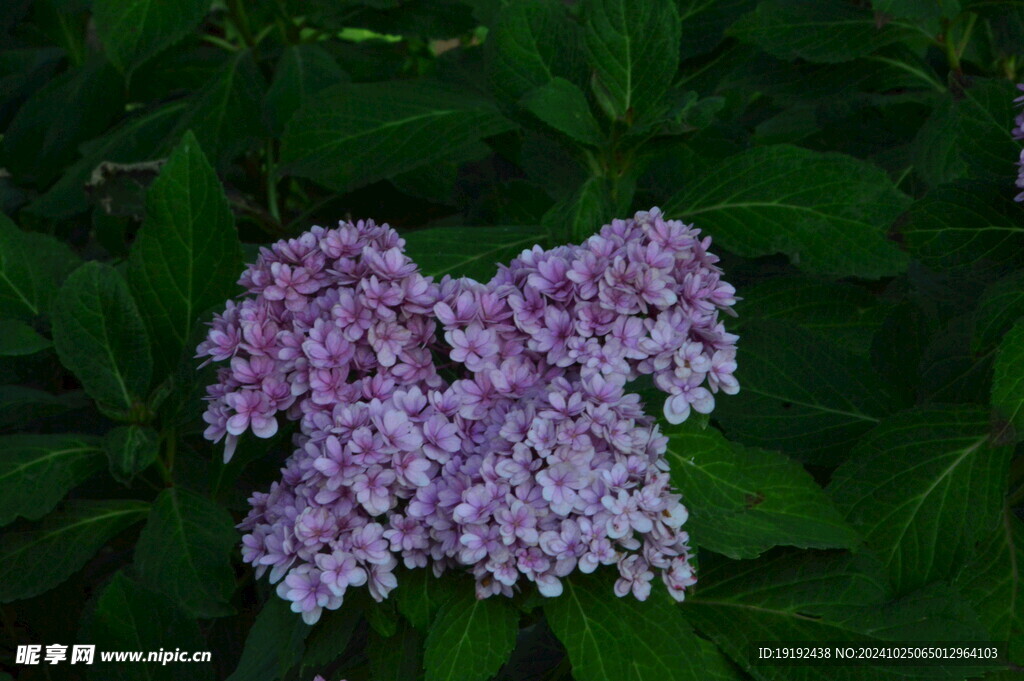 绣球花  