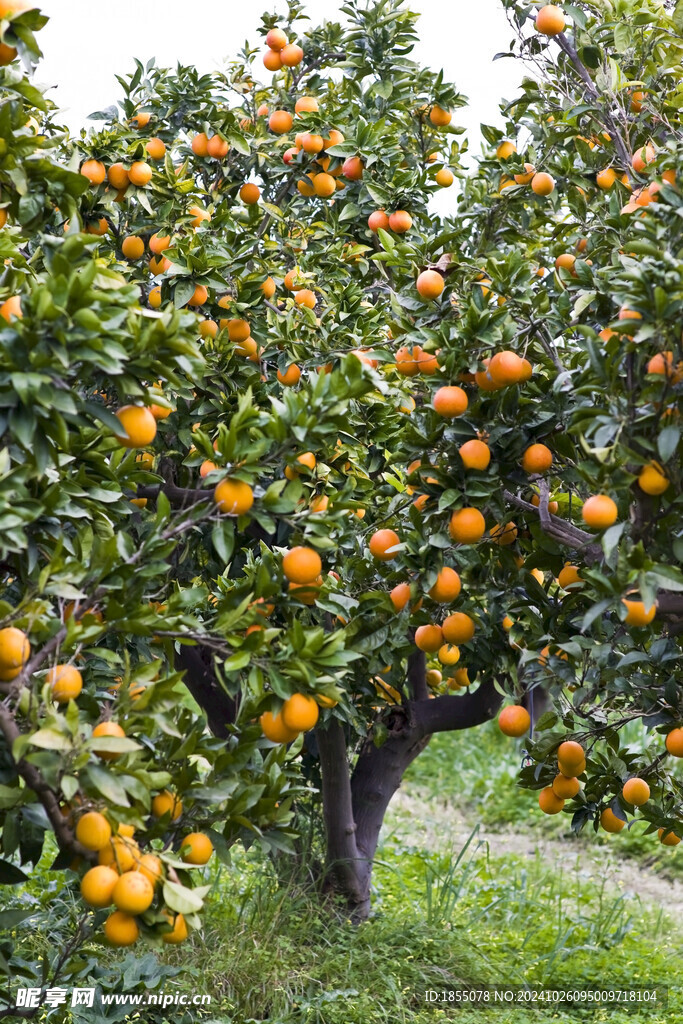 橙子树 橘子树