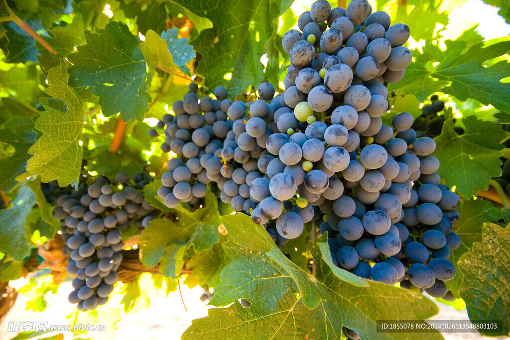 葡萄树