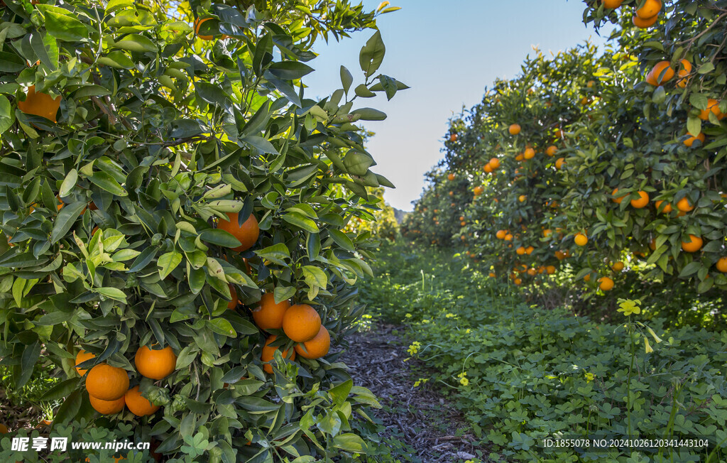橘子园 果园