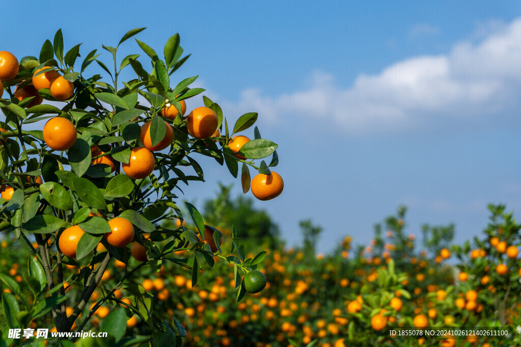 桔子树 橙子