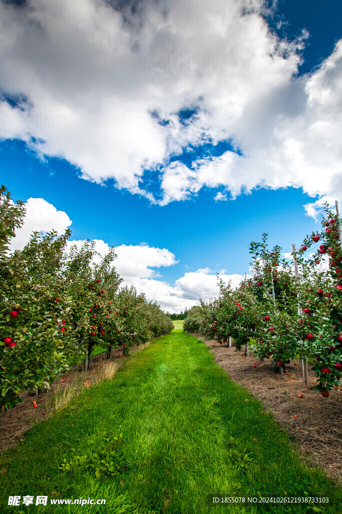 苹果园 果林